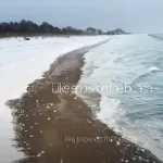 Snow On the Beach Lyrics